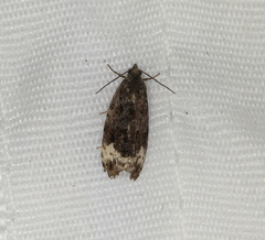 Apotomis sauciana