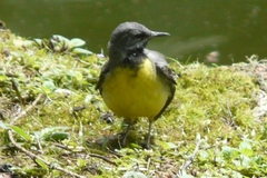 Motacilla cinerea patriciae