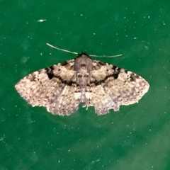 Metalectra quadrisignata