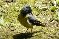Motacilla cinerea patriciae