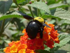 Xylocopa pubescens