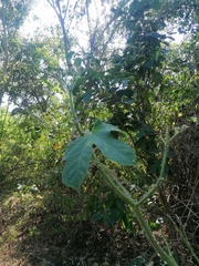 Cnidoscolus multilobus