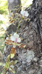Oncidium aurarium