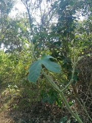 Cnidoscolus multilobus