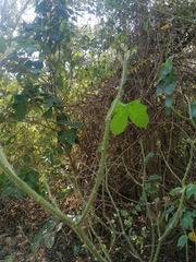 Cnidoscolus multilobus