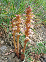 Orobanche grenieri