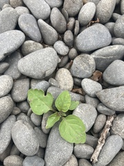 Solanum nigrum
