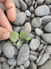 Solanum nigrum