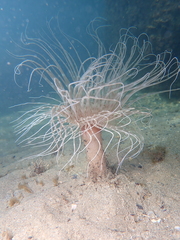 Pachycerianthus solitarius