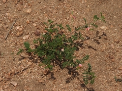 Indigofera heterotricha