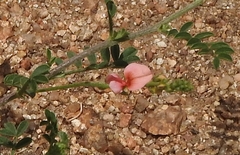 Indigofera heterotricha