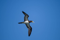 Sula leucogaster leucogaster