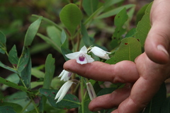 Orthochilus euanthus image