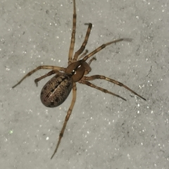 Stemonyphantes lineatus