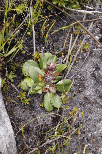 Image of Mairia crenata by (c) Tony Rebelo, some rights reserved (CC BY-SA)