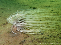 Pachycerianthus solitarius