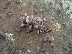 Hybolasius sticticus