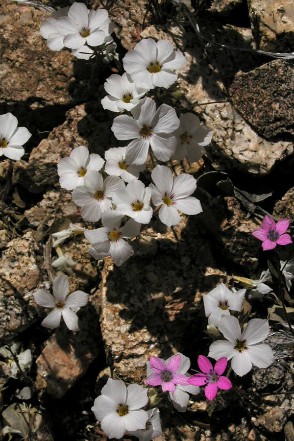 Linanthus concinnus