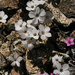 Linanthus concinnus - Photo (c) John Marquis，保留部份權利CC BY-NC-ND