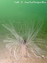 Pachycerianthus solitarius