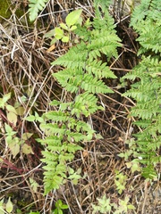 Myriopteris microphylla