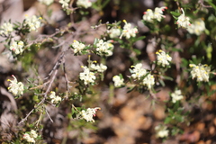 Grevillea pilulifera