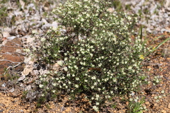 Grevillea pilulifera
