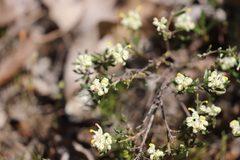 Grevillea pilulifera