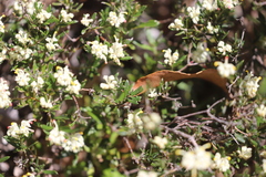Grevillea pilulifera