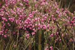 Erica tegulifolia