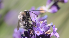 Alloscirtetica