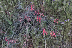 Penstemon subulatus