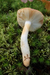 Russula puellaris