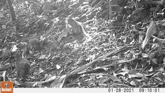 Pternistis squamatus