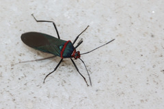 Sphictyrtus chrysis