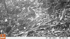 Pternistis squamatus