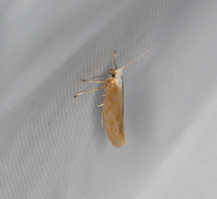 Argyresthia aurulentella