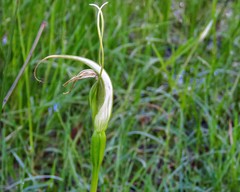 Pterostylis falcata