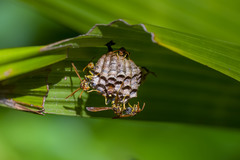 Mischocyttarus phthisicus