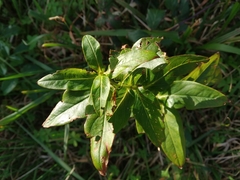 Hypericum foliosum