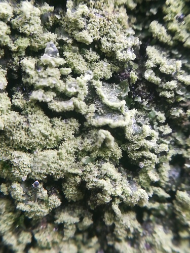 Physciella melanchra image