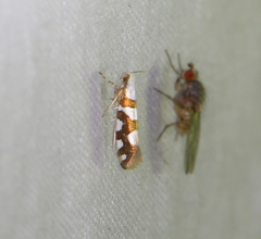 Argyresthia brockeella