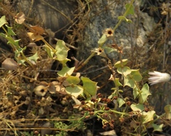 Silene chlorifolia