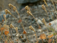 Silene chlorifolia