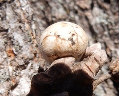 Allokermes galliformis