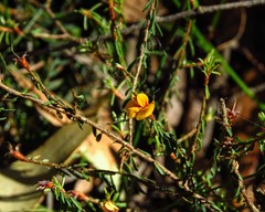 Pultenaea reflexifolia