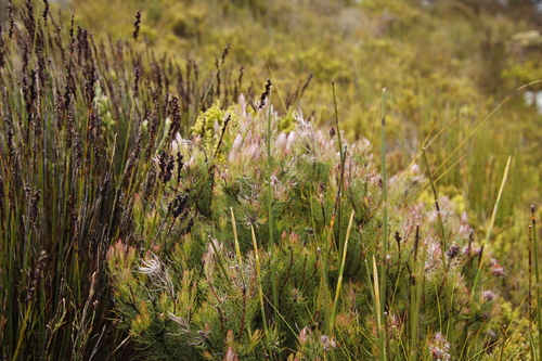 Image of Spatalla setacea by (c) Tony Rebelo, some rights reserved (CC BY-SA)