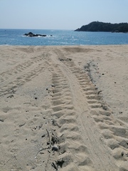 Lepidochelys olivacea