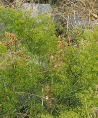 Prangos ferulacea