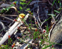 Pultenaea reflexifolia